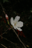 Prunus nipponica var. kurilensis 'Brilliant' RCP3-09 185.jpg